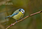 Blue Tit - #GB086