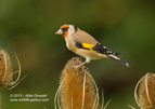 Goldfinch on a teasel - #GB061