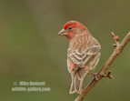 Beautiful House Finch - #GB107