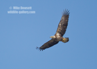 Juvenile Bald Eagle in flight - #EA064