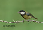 Great Tit on barbed wire - #GB060