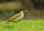 Green Woodpecker - #GB092