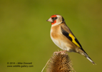 Goldfinch on a teasel - #GB099