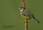 Blue Tit with a nice BG - #GB058
