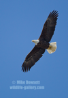 A Bald Eagle in flight #EG055