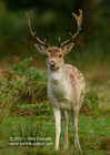 Fallow Deer Stag - #DR039
