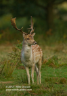 Fallow Deer Stag - #DR038