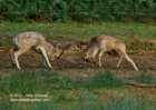 The real thing, Fallow Deer Stags Fighting - #DR005