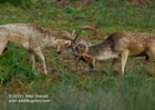 October deer rut, Fallow Deer Stag's - #DR037