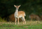Beautiful Fallow Fawn - #DR036