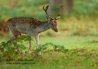 Fallow Deer Stag in a beautiful woodland glade - #DR006