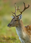 Juvenile Fallow Stag Close-Up - #DR004
