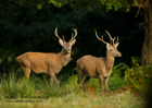 Brothers; Red Deer Stags - #DR035