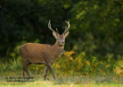 Good looking Red Deer Stag - #DR034