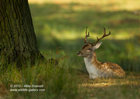 Fallow Deer Resting in dappled sunlight - #DR007