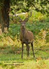 Red Deer Stag - #DR033