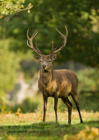 Red Deer Stag in dappled sunlight - #DR032