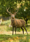 A dominant Red Deer Stag, October Rut - #DR001