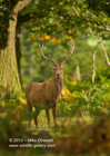 Woodland glade, dappled sunlight, Red Deer Stag - #DR031