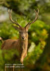 Red Deer Stag in the woods - #DR030