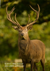 Red Deer Stag posing - #DR029