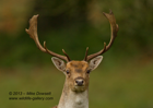 Young Fallow Stag Close-Up - #DR002