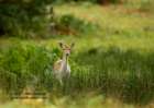 Stunningly beautiful Fallow Fawn - #DR028