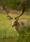 Fallow Deer Stag close-up - #DR027
