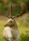 Fallow Deer Stag close-up - #DR026