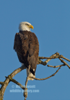 A Bald Eagle portrait #EG056