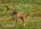Fallow Deer Stag with head gear - #DR025
