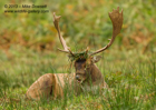 Fallow Deer Stag with head gear - #DR024