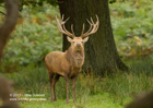 'Spotted' Red Deer Stag in a woodland glade - #DR023