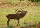 Red Deer Stag bellowing - #DR022