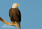 Picture of a stunning Bald Eagle - #EA063