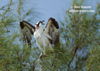 Angry Osprey in a Pine Tree - #OS051