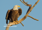 A Bald Eagle in the early morning sun light #EG053