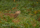 Red Deer Stag bellowing in the bracken - #DR021