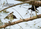 An Osprey with a Catfish, fighting off a Crow - #OS050