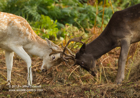The pretenders, juvenile Fallow Deer - #DR020