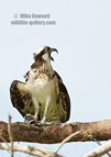 An Osprey with a Catfish for dinner - #OS049 