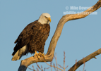 Menacing looking Bald Eagle - #EG059