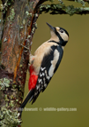  Great Spotted Woodpecker - #GB131