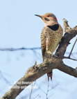 Northern Flicker - #GB106