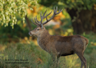 Ready to fight, large Red Deer Stag - #DR019