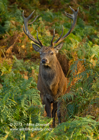 Statuelike Red Deer Stag - #DR041