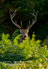 Red Deer Stag hiding in the bracken - #DR018