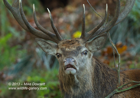 Ugly bellowing Red Deer Stag - #DR017