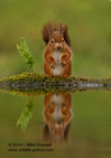 Red Squirrel Reflection - #WL002