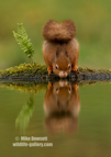 Thirsty ?  A Red Squirrel drinking from the reflection pool.